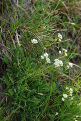 Valeriana saxatilis