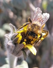 Bombus sonorus