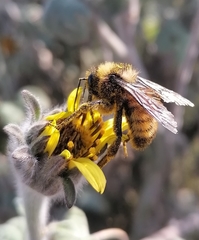 Bombus sonorus