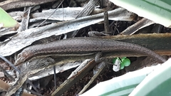 Trachylepis sechellensis