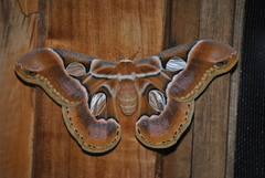 Rothschildia arethusa