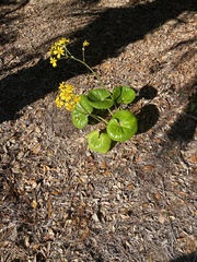 Farfugium japonicum