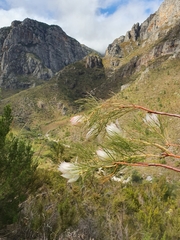 Serruria florida