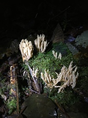 Ramaria lorithamnus