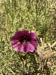 Anisodontea anomala