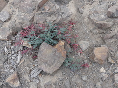 Hoffmannseggia prostrata