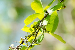 Achatocarpus nigricans