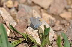 Cyaniris semiargus helena