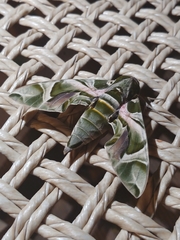 Daphnis nerii