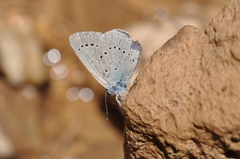 Iolana iolas