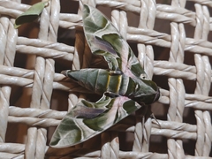 Daphnis nerii