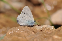 Iolana iolas