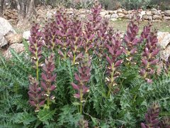 Acanthus syriacus