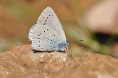 Iolana iolas