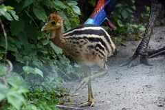 Southern Cassowary photo 2