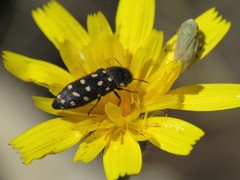Acmaeodera octodecimguttata