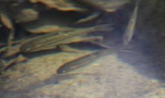 Hesperoleucus symmetricus