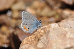 Cyaniris semiargus helena