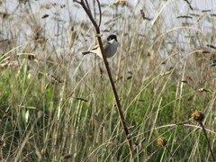 Curruca melanocephala