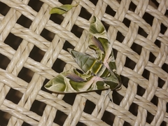 Daphnis nerii