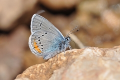 Cyaniris semiargus helena
