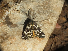 Athroolopha pennigeraria