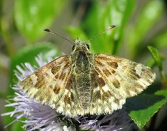 Muschampia lavatherae