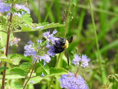 Xylocopa appendiculata circumvolans
