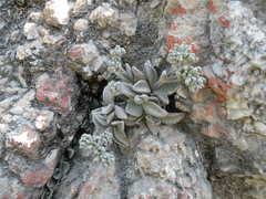 Lenophyllum guttatum