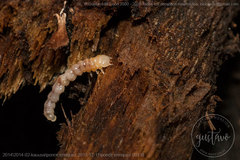 Melandryidae