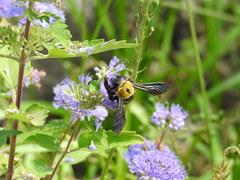 Xylocopa appendiculata circumvolans