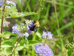 Xylocopa appendiculata circumvolans