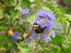 Xylocopa appendiculata circumvolans