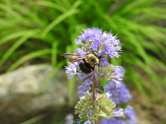 Xylocopa appendiculata circumvolans