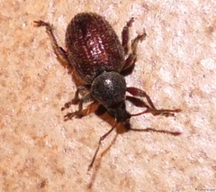 Otiorhynchus indefinitus