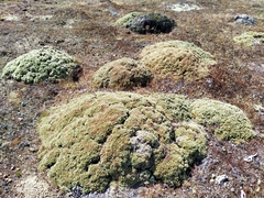 Pimelea sericeovillosa pulvinaris