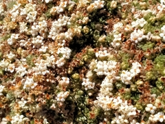 Pimelea sericeovillosa pulvinaris
