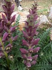 Acanthus syriacus