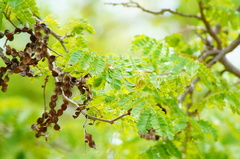 Piptadenia obliqua