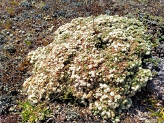 Pimelea sericeovillosa pulvinaris