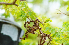 Piptadenia obliqua