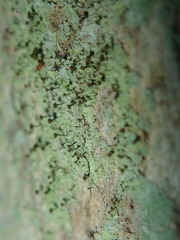 Chaenotheca stemonea