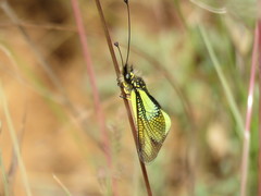 Libelloides cunii