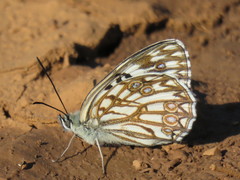 Melanargia occitanica