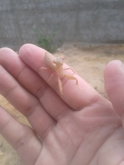 Photiomantis