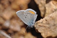 Cyaniris semiargus helena