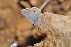 Cyaniris semiargus helena