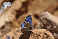 Cyaniris semiargus helena