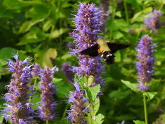Macroglossum bombylans