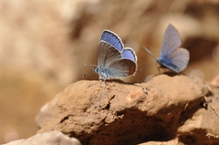 Cyaniris semiargus helena
